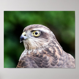 Impresión Sparrowhawk, papel Poster de valor (mate