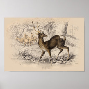 IMPRESIÓN STAG (NEPAUL)