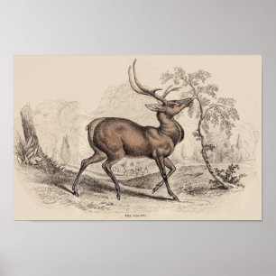 IMPRESIÓN STAG (WAPITI)