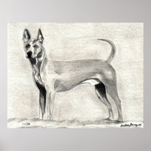 Impresión tailandesa del perro de Ridgeback