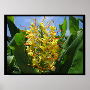 Impresión tropical del poster de las flores del