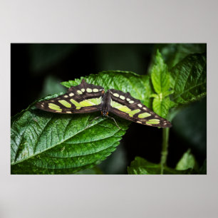 Impresión verde vibrante