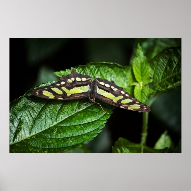 Impresión verde vibrante (Frente)