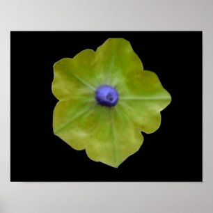 Impresión Verde y Azul de Petunia