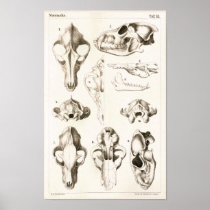 Impresión veterinaria de la anatomía de los