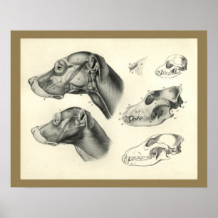 Impresión veterinaria de la anatomía del músculo