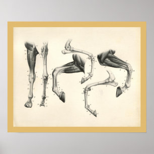 Impresión veterinaria de la anatomía del músculo
