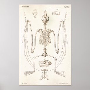 Impresión veterinaria esquelética de la anatomía