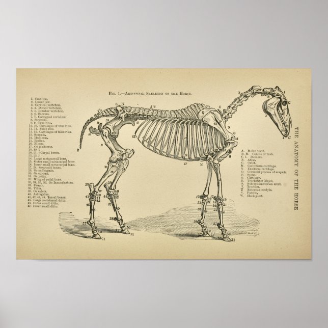 Impresión veterinaria vintage de la anatomía de lo (Frente)