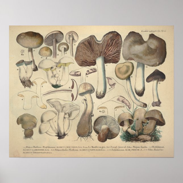 Impresión Vintage 1831 Mushroom Variety Brown Cap (Frente)