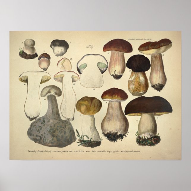 Impresión Vintage 1831 Mushroom Variety Brown Cap (Frente)