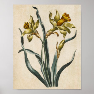 Impresión vintage de Daffodil Froral Botánico