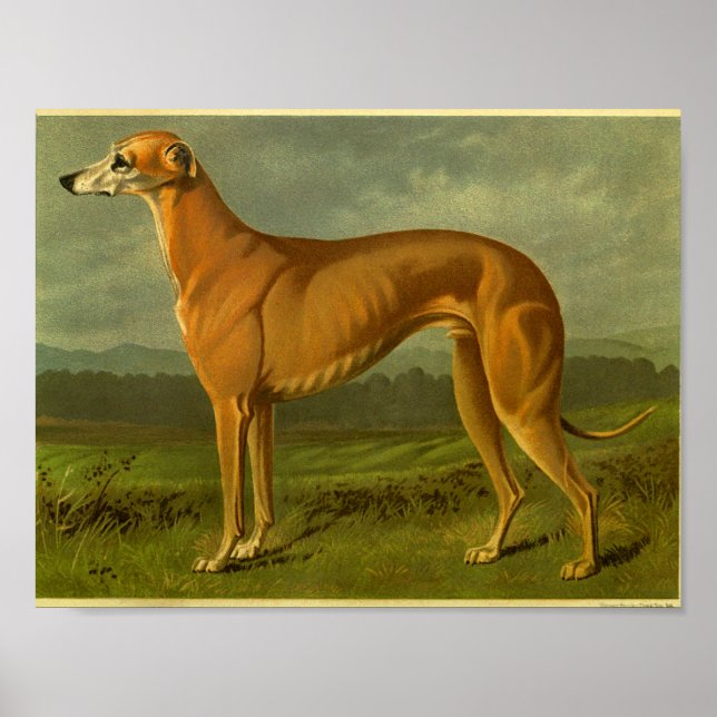 Impresión vintage de Greyhound 1881 (Frente)