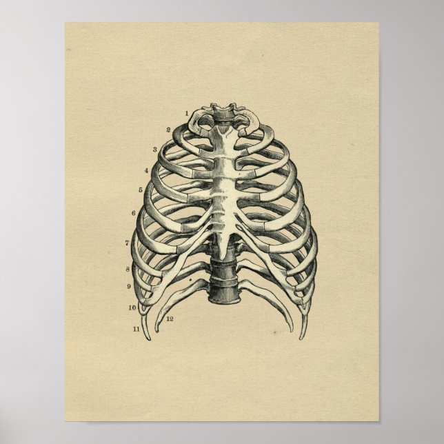 Impresión vintage de Human RibCage Anatomy 1902 (Frente)