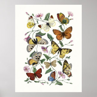 Impresión vintage de mariposa y polilla, Paul Gerv