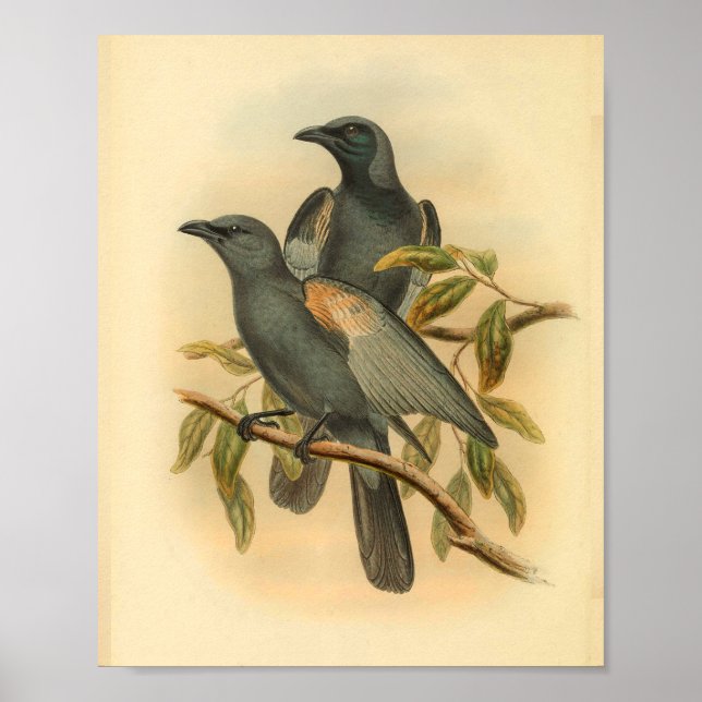 Impresión vintage de pizarra Grey Cuckoo Shrike Bi (Frente)