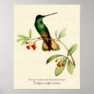 impresión Violeta-throated del arte del colibrí de