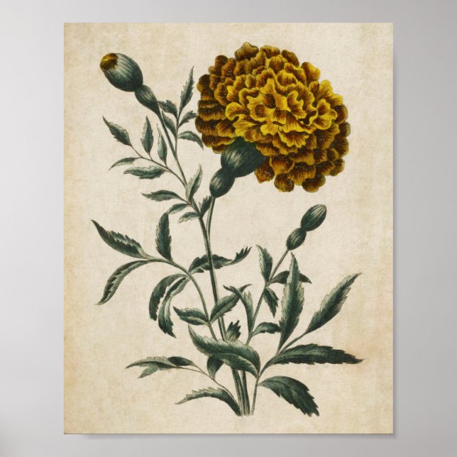 Impresión virgen botánica floral africana marigold (Frente)