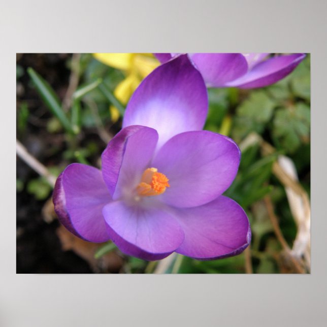 Impresión Vivid Crocus (Frente)