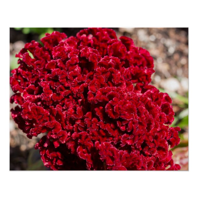 Impresión Vivid Red Celosia (Anverso)