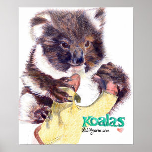 Impresión y Poster de Bella Artes de oso Koala