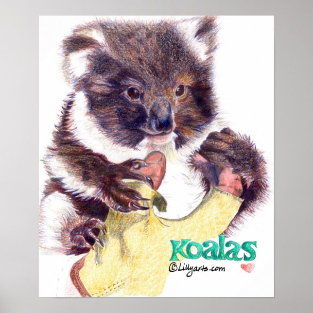 Impresión y Poster de Bella Artes de oso Koala (Frente)