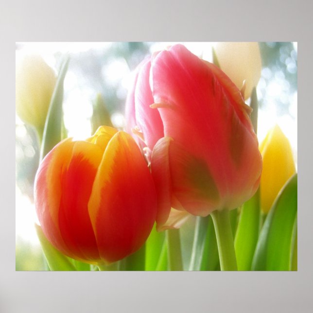impresión y poster de tulipanes de pareja (Frente)