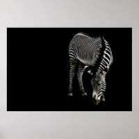 Impresión Zebra P4435