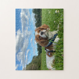 Impresionante Cavalier King Charles Spaniel Puzzle