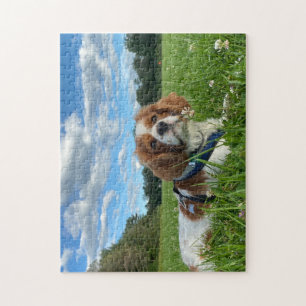 Impresionante Cavalier King Charles Spaniel Puzzle