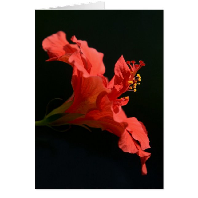 Impresionante flor hibiscus (Frente)