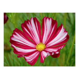 Impresionante Poster de Flor Cosmos Blanco y Rojo