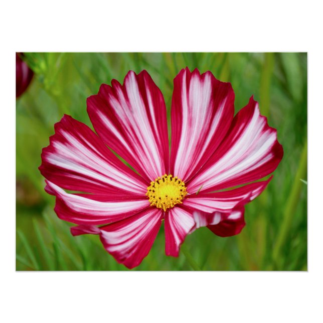 Impresionante Poster de Flor Cosmos Blanco y Rojo (Anverso)
