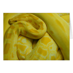Impresionante Python birmano amarillo
