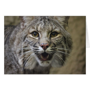 Impresionante tarjeta Bobcat