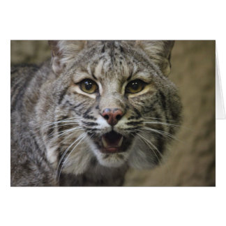Impresionante tarjeta Bobcat