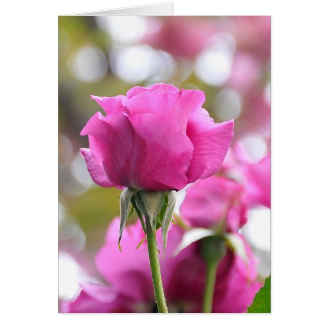 Impresionante tarjeta Rosa rosa hermosa (Frente)