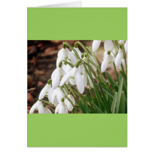 Impresionantes Snowdrop Primavera