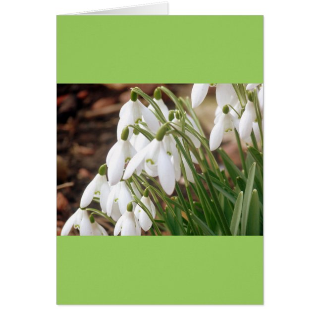 Impresionantes Snowdrop Primavera (Frente)