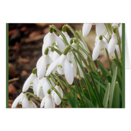 Impresionantes Snowdrop Primavera