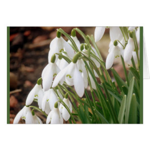 Impresionantes Snowdrop Primavera