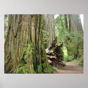Impresiones artísticas de árboles del bosque de se