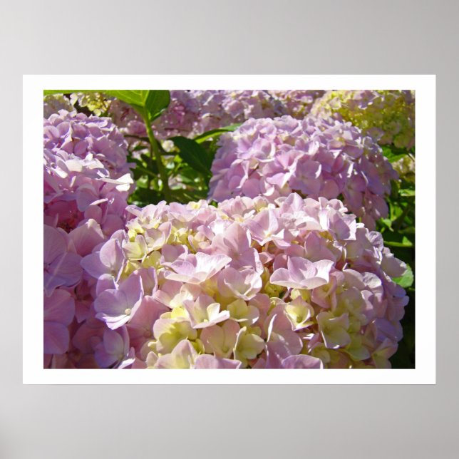 Impresiones artísticas de flores de Hortensia Flor (Frente)