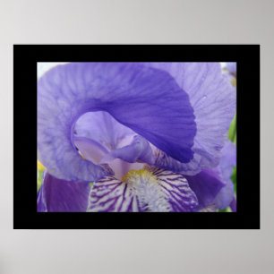 Impresiones artísticas de flores de lirio púrpura 