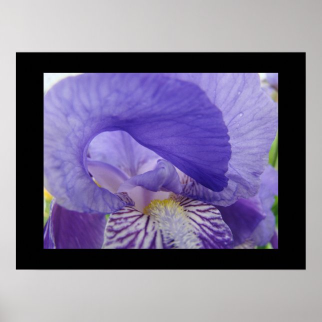 Impresiones artísticas de flores de lirio púrpura  (Frente)
