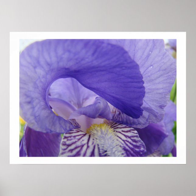 Impresiones artísticas de flores de lirios Floral  (Frente)