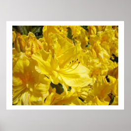 Impresiones artísticas de flores de Rhodies amaril