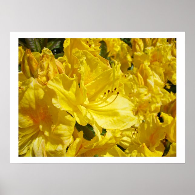 Impresiones artísticas de flores de Rhodies amaril (Frente)