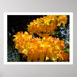 Impresiones artísticas de flores de Rhodies amaril