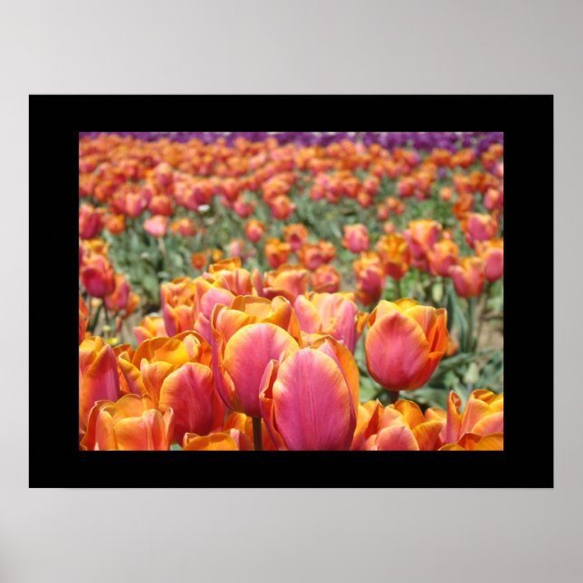 Impresiones artísticas de flores de tulipán colori (Frente)